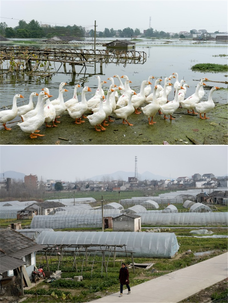 拼版照片：上圖為安徽合肥市肥東縣羅家疃村，蔬菜大棚和民房被洪水淹沒（2016年7月13日攝）；下圖為安徽合肥市肥東縣羅家疃村，當地村民生產生活恢復正常（2017年1月24日攝）。