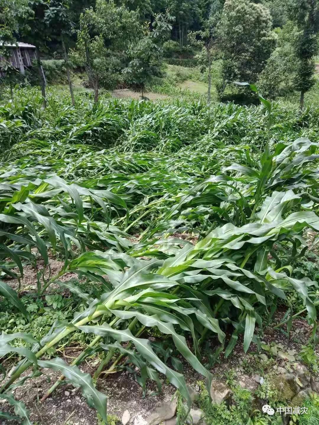 微信圖片_20190815163018.jpg