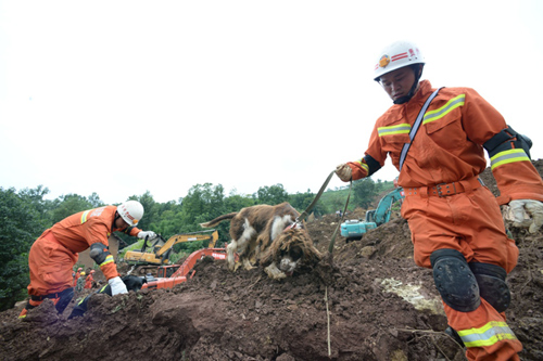 7月2日，消防隊員在貴州大方山體滑坡現場帶著搜救犬救援。記者從貴州大方山體滑坡搶險現場獲悉，截至當日8時，救援人員已搜救出27人，其中20人遇難，7人受傷，尚有3人失聯?，F場救援還在緊張進行中。7月1日凌晨5時30分許，由于持續強降雨，貴州省大方縣理化鄉偏坡村金星組發生山體滑坡災害，經初步核實，山體滑坡致使11戶30人被掩埋。新華社記者 楊楹 攝