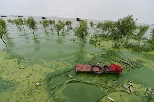 7月3日，持續降雨導致安徽巢湖湖水上漲，上漲的湖水將藍藻沖到岸邊。新華社發（楊曉原 攝）