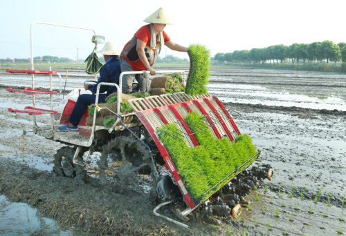 7月28日，江蘇宜興市楊巷鎮金紫村村民在補種水稻。7月初，江蘇省宜興市遭受水災，全市10多萬畝稻田被淹。災情發生后，宜興市農林局及時發布災后補種水稻指導意見，指導農民采取積極補救措施，盡量減少損失。目前，宜興市水稻補種工作已基本結束。新華社發（丁煥新 攝）
