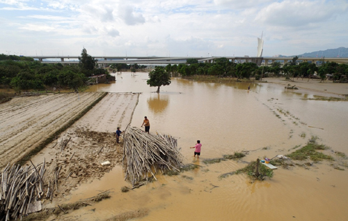 今年第14號臺風“莫蘭蒂”給福建多地帶來嚴重影響，9月18日，在福建省泉州市鯉城區浮橋街道蔬菜基地，菜農在被水淹的田間開展災后自救。